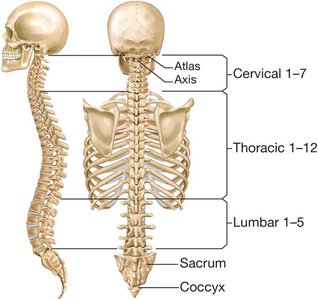Vertebral column divisions