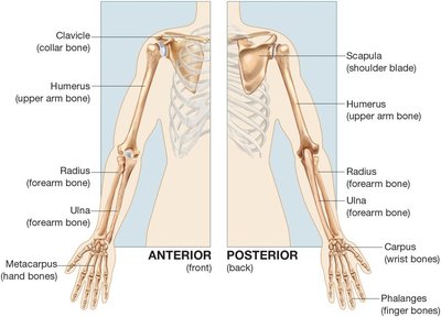 Pelvic girdle and lower extremity bones