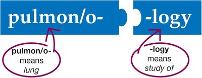 pulmon/o- and -logy word parts