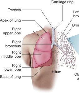 Lung lobes and bronchial tree