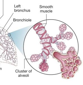Alveoli and bronchioles diagram