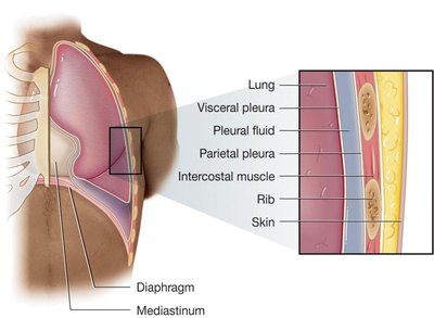 Thorax and pleura diagram