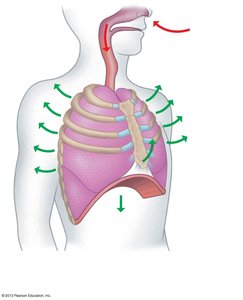Inhalation mechanism diagram