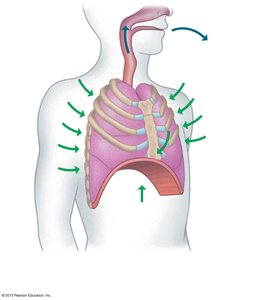Exhalation mechanism diagram