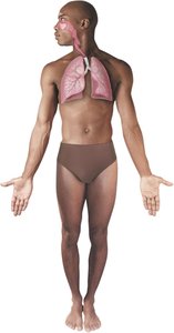 Human body with lungs highlighted