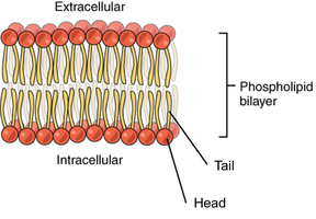Phospholipid bilayer structure