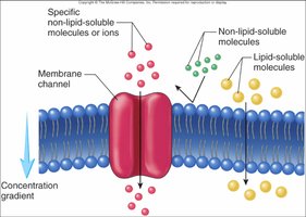 Diagram showing selective permeability and membrane channels