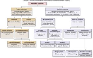 Flowchart of passive and active membrane transport