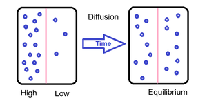 Diagram of diffusion across a membrane
