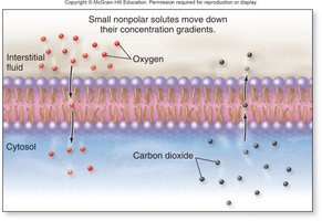 Simple diffusion of gases across a membrane