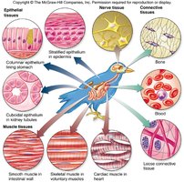 Examples of specialized cell types in tissues