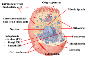 Labeled diagram of a eukaryotic cell with organelles