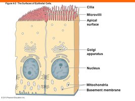 Diagram of epithelial cells with cilia and microvilli