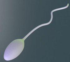 Sperm cell with flagellum