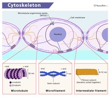 Diagram of cytoskeleton components
