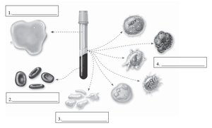 Diagram of blood components in a test tube