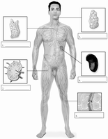 Diagram of lymphatic system organs