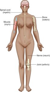 Diagram showing body parts and their corresponding word roots