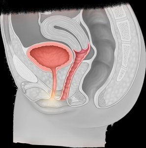 Female urethra anatomy