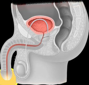 Male urethra anatomy