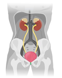 Diagram of the urinary system showing kidneys, ureters, bladder, and urethra