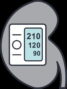 Blood pressure in kidney for renin
