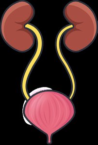 Urinary system cartoon