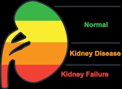 Kidney disease stages