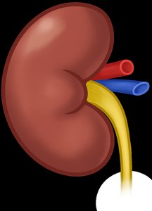 External anatomy of the kidney showing hilum, renal artery, vein, and ureter