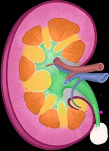 Internal anatomy of the kidney showing cortex, medulla, pyramids, papilla, calyx, and pelvis
