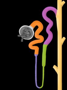 Diagram of nephron structure showing corpuscle and tubule
