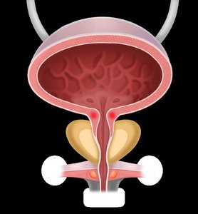 Urinary bladder anatomy with prostate and sphincters