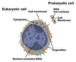 Comparison of eukaryotic and prokaryotic cells