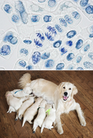 Images showing cell division and animal reproduction