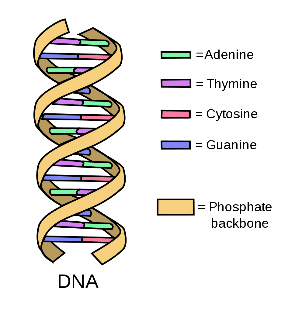 Diagram of DNA structure and base pairing