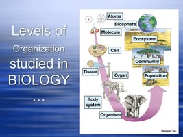 Diagram of levels of biological organization