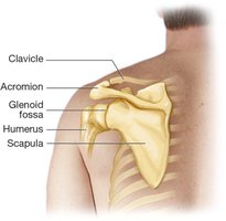 Posterior view of the shoulder girdle with labeled bones