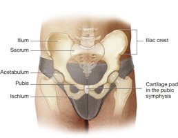 Bones of the hip: ilium, ischium, pubis, acetabulum, sacrum