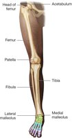 Bones of the lower extremity: femur, patella, tibia, fibula