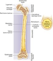 Structure of a long bone with labeled regions and tissues