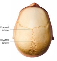 Suture joint of the skull