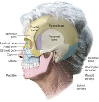 Lateral view of the skull with labeled cranial and facial bones