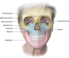Frontal view of the skull with labeled facial bones