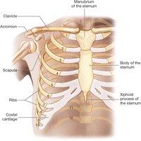 Bones of the chest and shoulder, including sternum, ribs, clavicle, and scapula