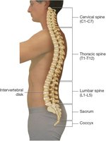 Lateral view of the vertebral column with labeled regions