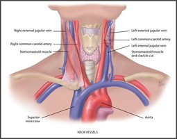 Neck Vessels: Carotid Arteries and Jugular Veins
