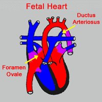 Fetal Heart: Foramen Ovale and Ductus Arteriosus