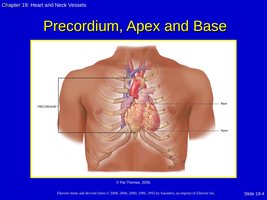 Precordium, Apex and Base