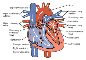 Blood Flow Through the Heart
