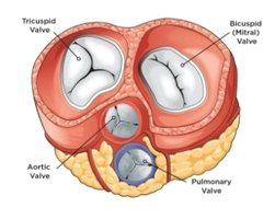 Heart Valves (superior view)